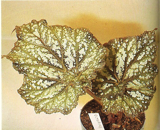 B. ‘Octopus’